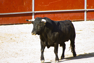 Spanish bull. Bullfight.
