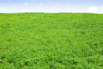 Obraz na płótnie Canvas Green clover Field
