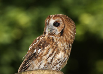 Portrait of a Tawny Owl in woodland