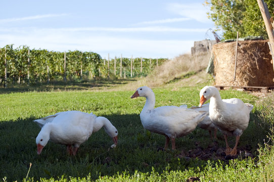 Geese on a farm