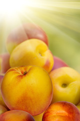 Fruit  hybrid  peach  apricot  nectarine
