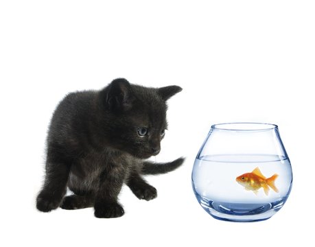 young black cat and fish