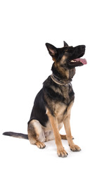 berger allemand femelle sur fond blanc