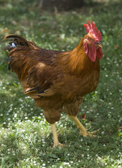 Gallo
