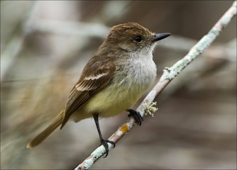 Small little bird on a branch.