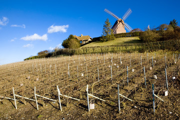 windmill and vineyard near Verzenay, Champagne Region, France