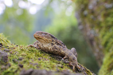 Close-up frog toad (Bufo bufo) with shut an eye