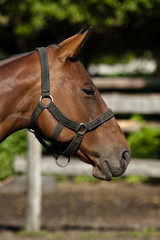 Fototapeta premium Pferdekopf