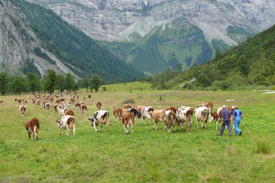 Bauern in den Bergen beim Almabrieb