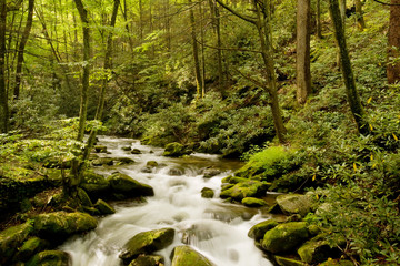 Obraz premium Mountain stream in Great Smoky Mountains