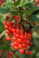 Red currant