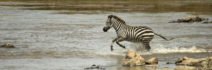 Fototapeta na wymiar Zebra biegnie przez rzeki w Serengeti, Tanzania, Afryka