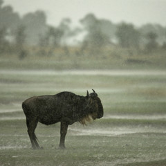 Fototapeta premium Wildebeest standing in the rain in the Serengeti, Tanzania
