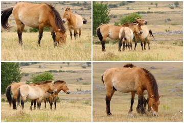 cheval de przewalski-Equus przewalskii