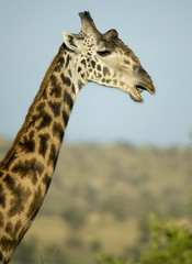 Close-up of giraffe in the Serengeti, Tanzania, Africa