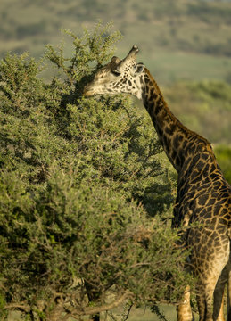 Giraffe eating in the Serengeti, Tanzania, Africa
