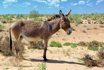 Donkey © Coprid