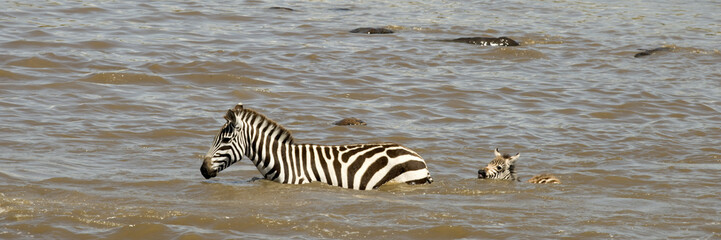 Fototapeta na wymiar Zebra rzeka w Serengeti, Tanzania, Afryka