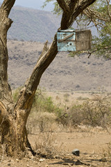 Wooden box in tree in the Serengeti, Tanzania, Africa