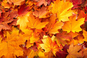 Background group autumn orange leaves.