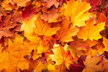 Poster Background group autumn orange leaves. © Gennadiy Poznyakov