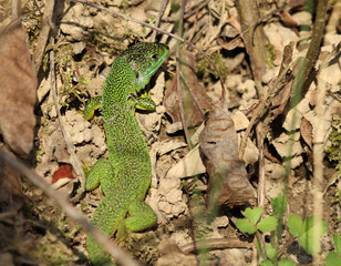 lézard vert