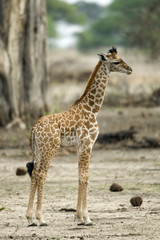 Obraz premium Young giraffe in the Serengeti, Tanzania, Africa