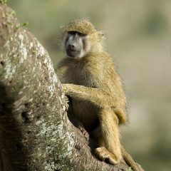 Monkey sitting in tree in the Serengeti, Tanzania, Africa
