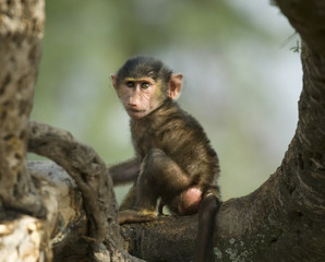 Naklejka na ściany i meble Baby monkey siedzi w drzewie w Serengeti, Tanzania