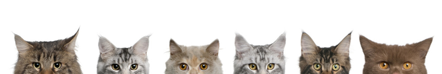 Maine coons, 1 year old, lined up in front of white background