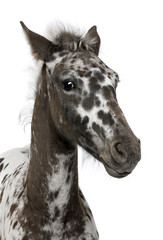Close-up of a Crossbreed Foal between a Appaloosa and a Friesian