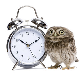 Little Owl standing next to a alarm clock, Athene noctua