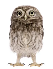 Printed roller blinds Owl Little Owl, 50 days old, Athene noctua