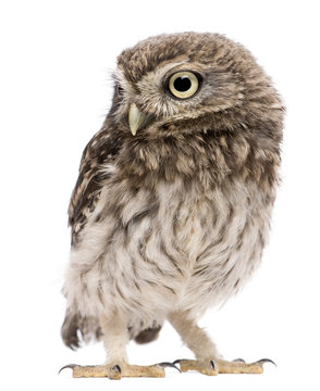 Little Owl, 50 days old, Athene noctua
