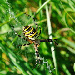 spider in her spiderweb
