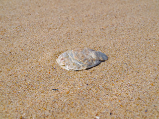 One cockleshell on sand