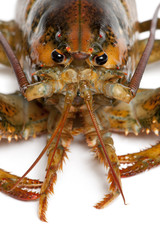 Close-up of American lobster, Homarus americanus