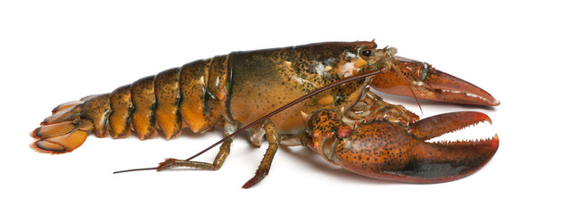 American lobster, Homarus americanus