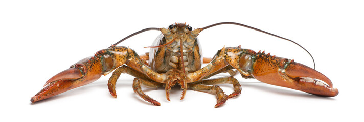American lobster, Homarus americanus