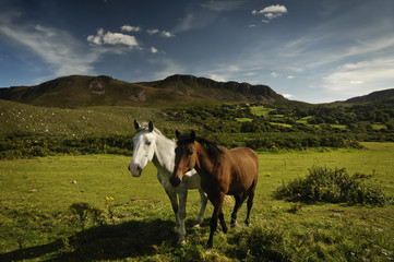Horses - Ring of Kerry - obrazy, fototapety, plakaty