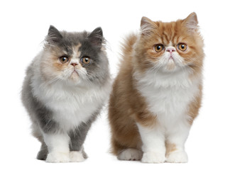 Fototapeta na wymiar Perski Kittens, 3 miesiące, stały