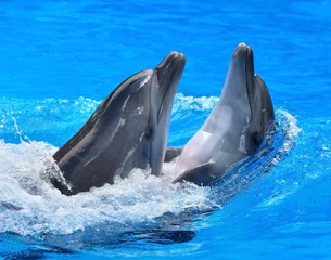 Stickers pour porte Dauphins Couple de dauphins dans l& 39 eau bleue.