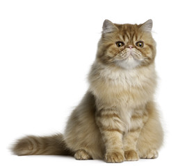Obraz premium Persian cat, 5 months old, sitting in front of white background