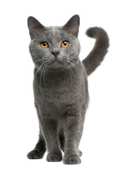 Chartreux cat, 16 months old, standing