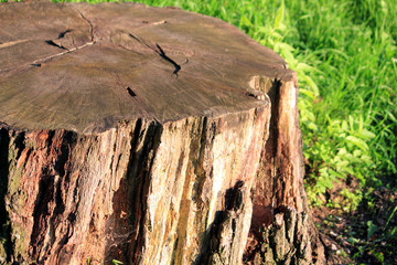 Fototapeta premium tree trunk
