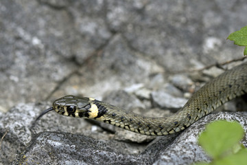 Natrix natrix