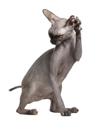 Sphynx cat with paw up, 9 months old
