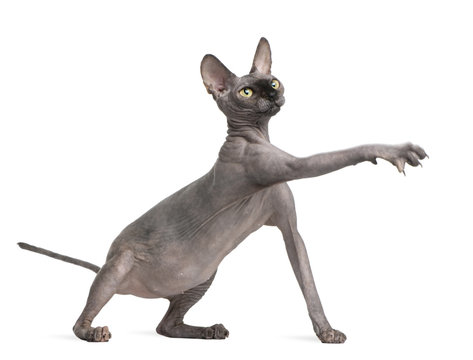 Sphynx cat reaching, 9 months old, in front of white background