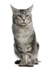 Maine Coon, 13 months old, standing in front of white background