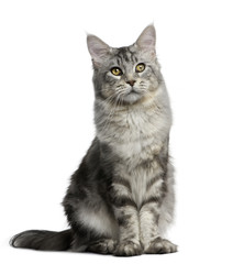 Maine Coon, 13 months old, standing in front of white background